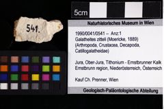 Foto (Objket + Etiketten) von Galatheites zitteli (Moericke, 1889) 